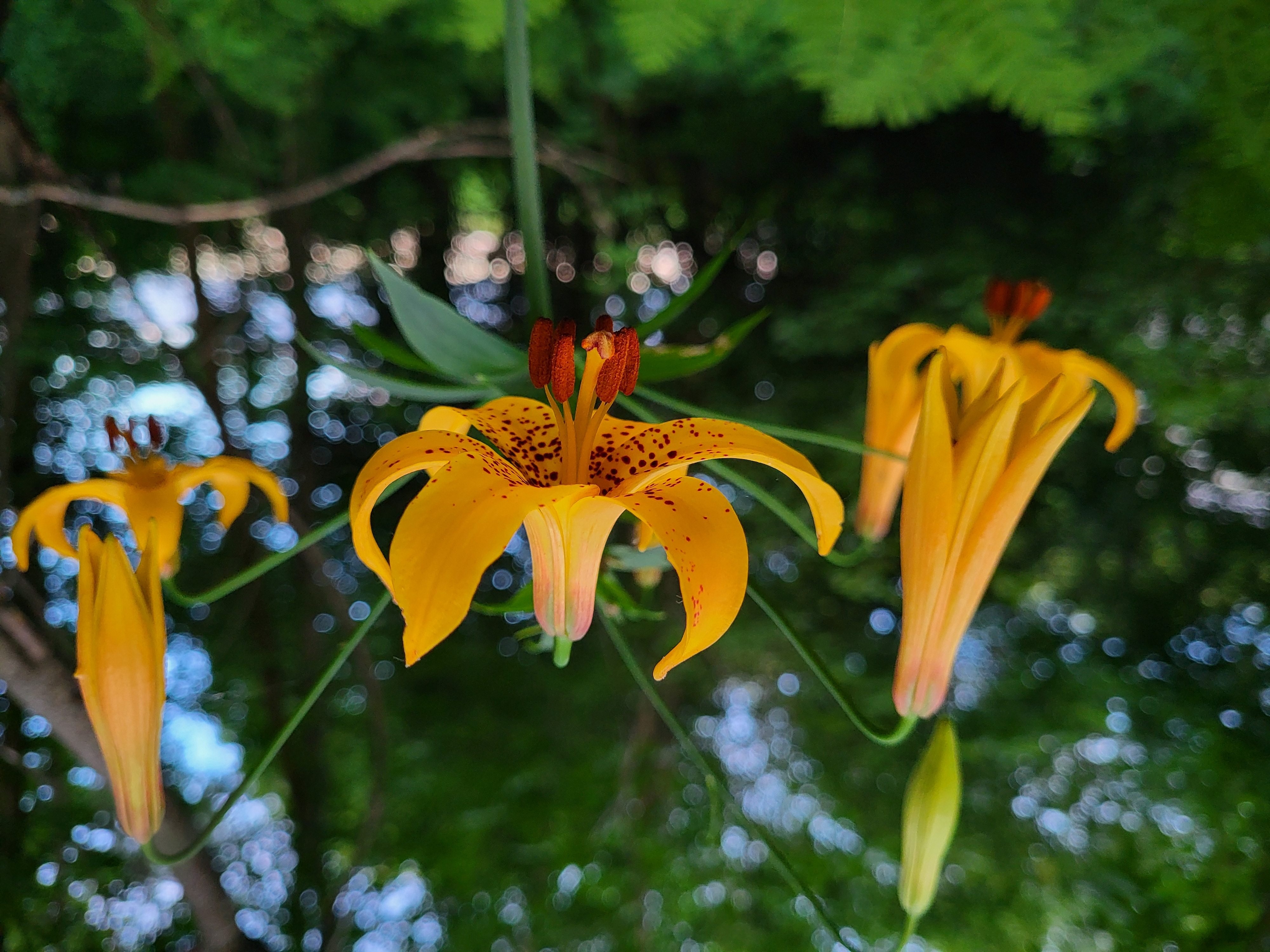 Canada Lily