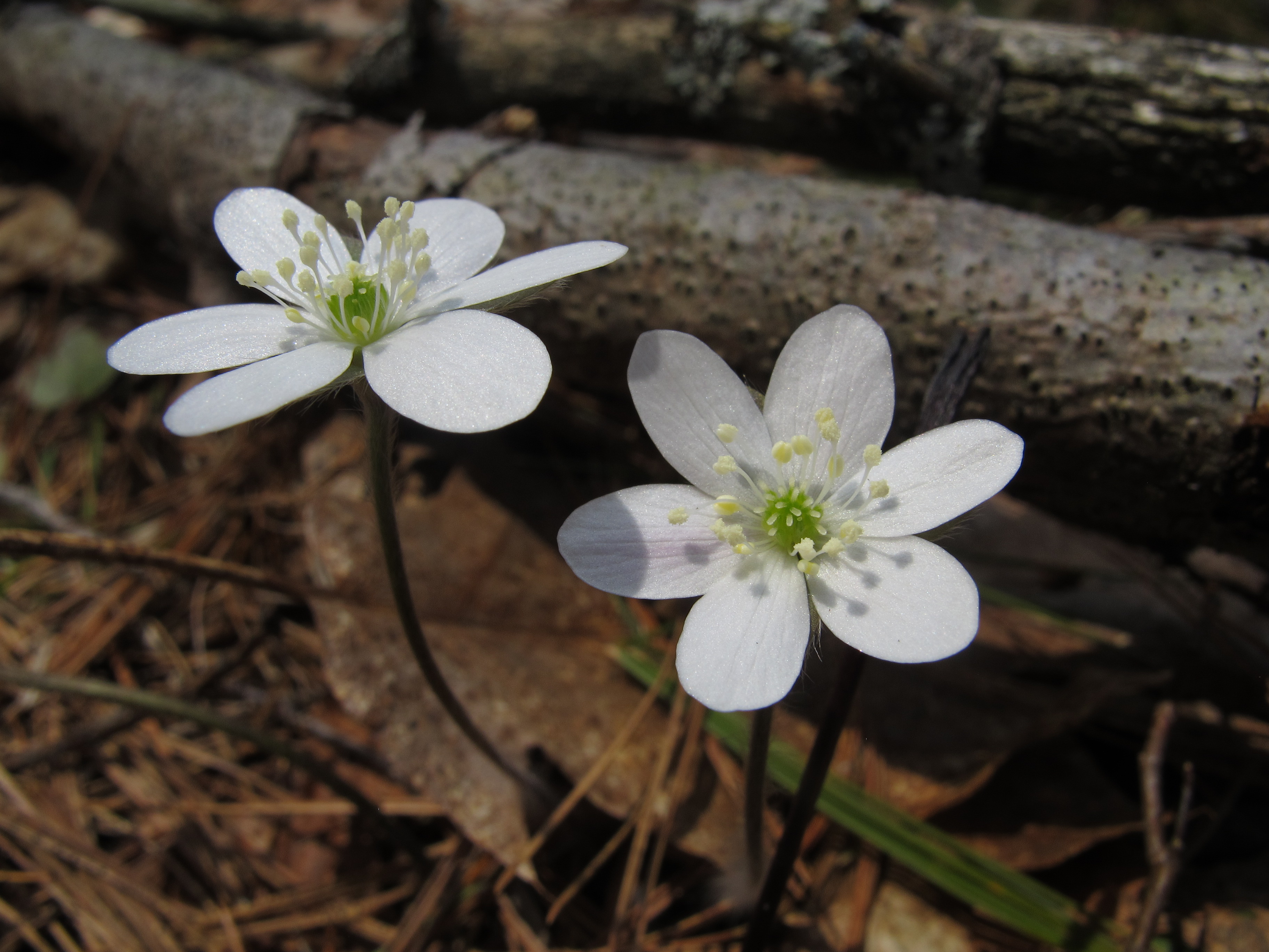 Hepatica